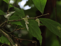 Pombalia prunifolia