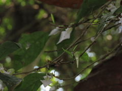 Pombalia prunifolia