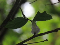 Pombalia prunifolia