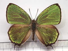 Thermozephyrus ataxus