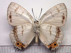 Thermozephyrus ataxus
