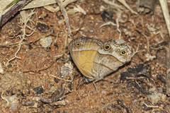 Pharneuptychia phares