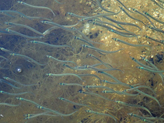 American Sand Lance photo 2