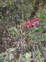 Tillandsia gymnobotrya