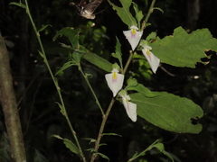 Pombalia prunifolia