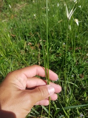 Rhynchospora colorata image