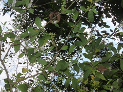 Pombalia prunifolia