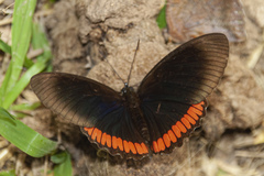 Biblis hyperia nectanabis
