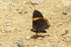 Riodina lycisca lycisca
