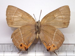 Chrysozephyrus brillantinus