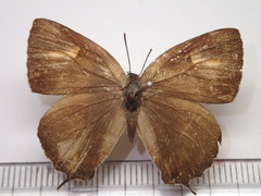 Chrysozephyrus brillantinus