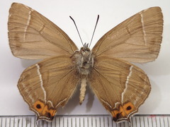 Chrysozephyrus brillantinus