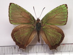 Chrysozephyrus brillantinus