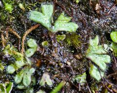 Riccia beyrichiana
