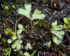 Riccia beyrichiana