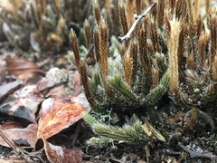 Selaginella acanthonota
