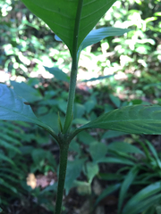 Palicourea racemosa