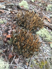 Selaginella acanthonota