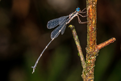 Episynlestes cristatus