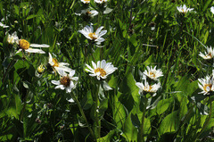 Wyethia helianthoides
