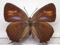 Chrysozephyrus brillantinus