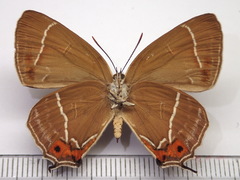 Chrysozephyrus brillantinus