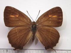 Chrysozephyrus brillantinus