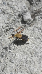 Chauliognathus heros