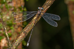 Episynlestes cristatus