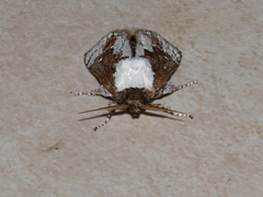 Mecytha fasciata