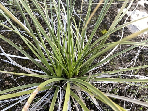 Nolina lindheimeriana