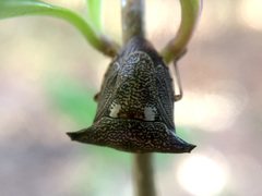 Alcimocoris japonensis