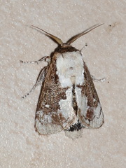 Mecytha fasciata