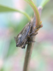 Alcimocoris japonensis