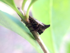 Alcimocoris japonensis
