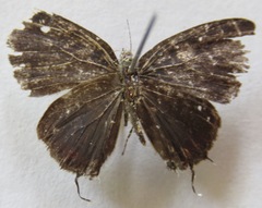 Calycopis pisis