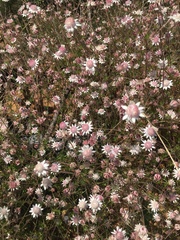 Actinotus forsythii