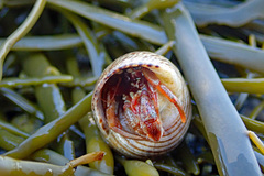 Pagurus acadianus