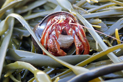 Pagurus acadianus