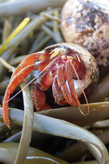 Pagurus acadianus