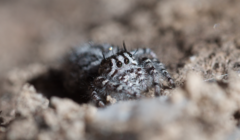 Phidippus tigris
