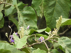 Solanum sycophanta