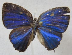 Iaspis andersoni