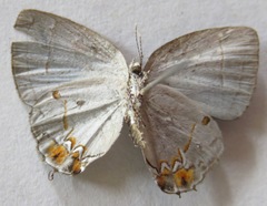 Iaspis andersoni