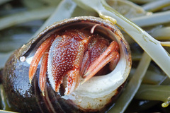 Pagurus acadianus