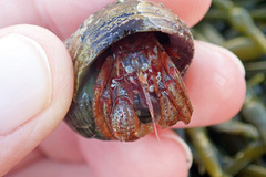 Pagurus acadianus