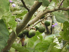 Solanum sycophanta