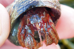 Pagurus acadianus