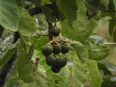 Solanum sycophanta
