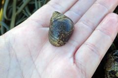 Pagurus acadianus